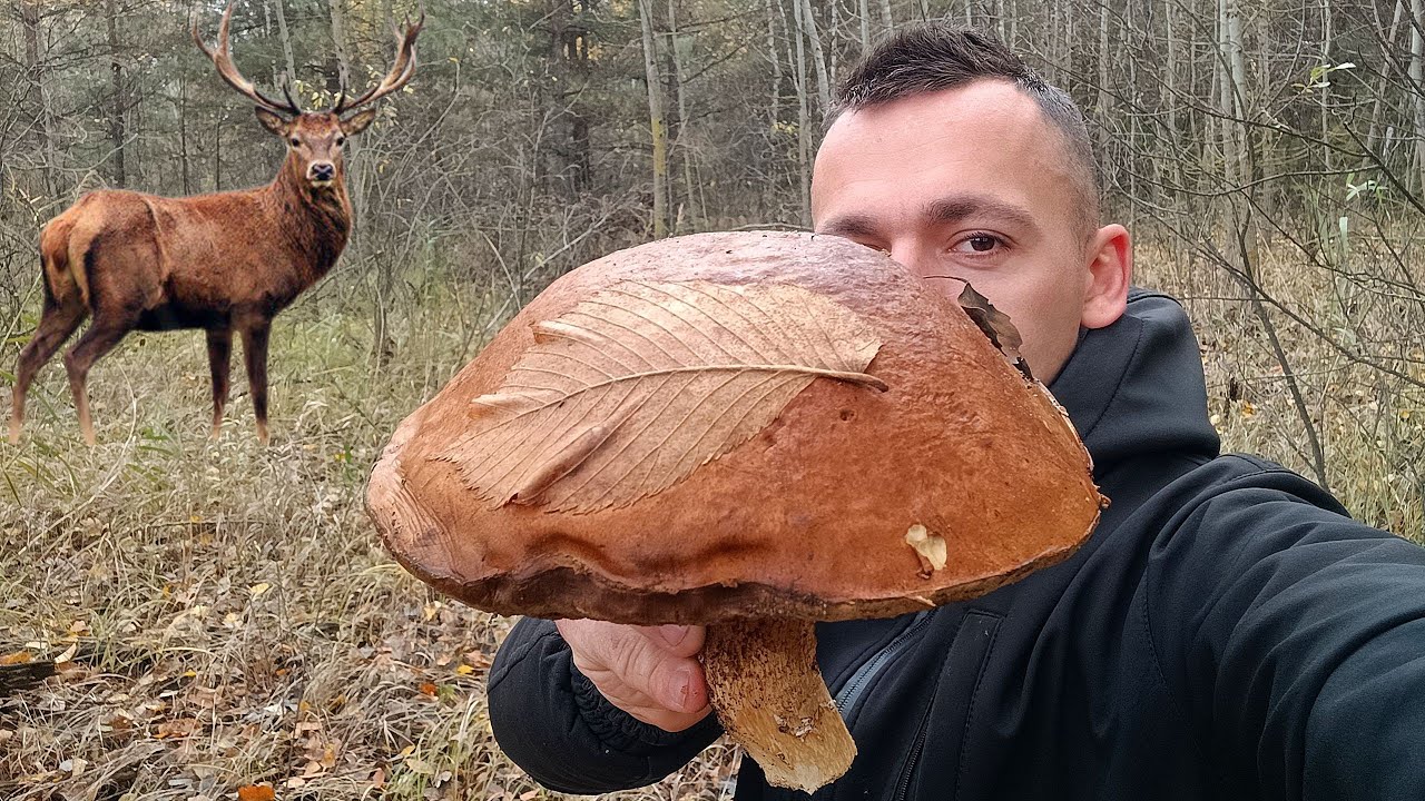ГРИБ-ТРОФЕЙ СЕЗОНУ! Та БАГАТО ЦІКАВИХ знахідок в осінньому лісі 🍄‍🟫🌲