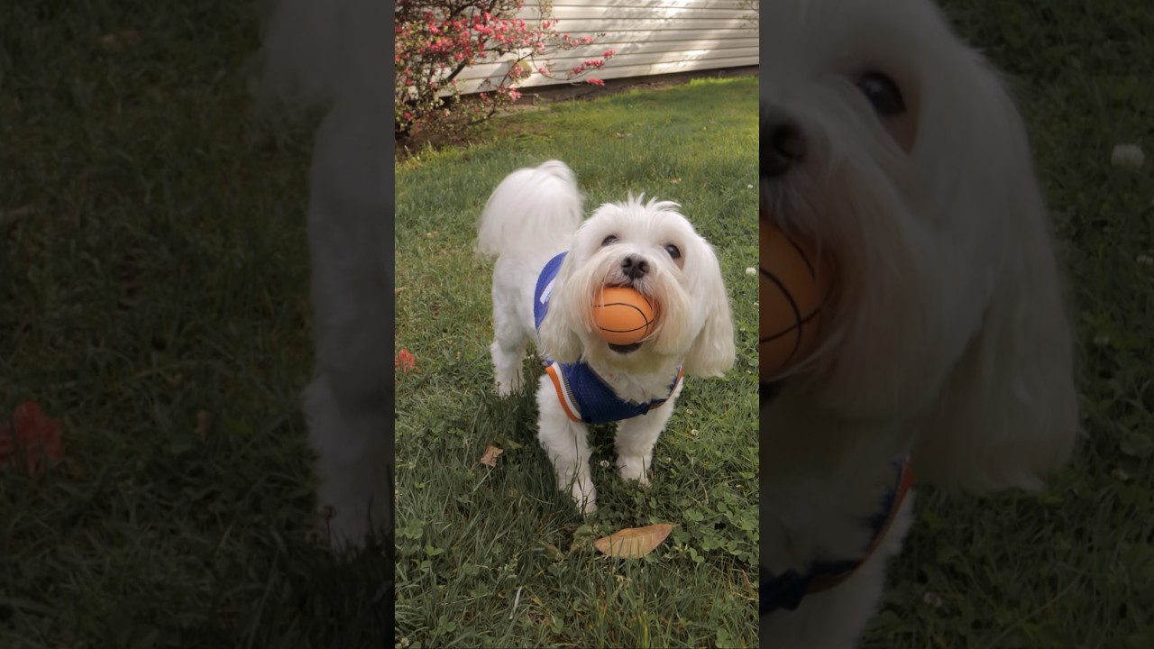 “Bang! Bang!” Epic Knicks Playoff Moment…