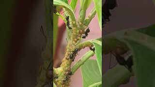 Ants Busy In Harvesting Honeydew Exudate Of Scale Insects