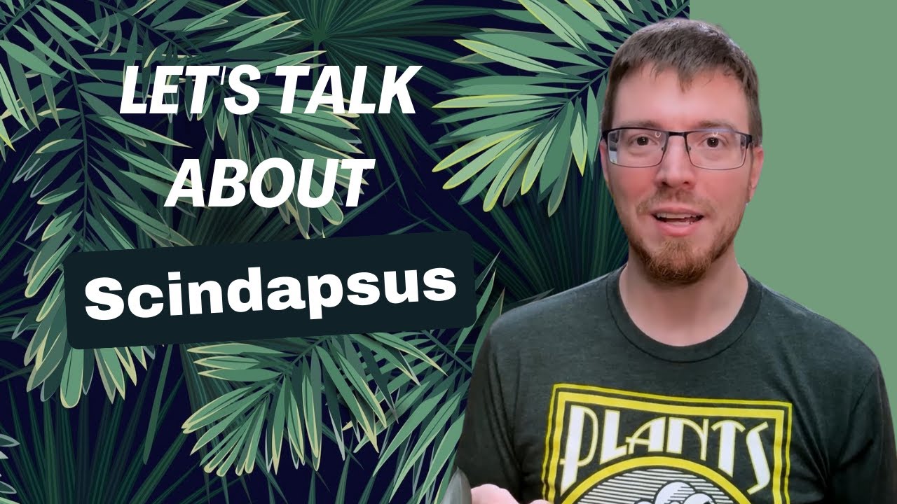 Let's Talk about Scindapsus