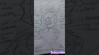 Dissected frog 🐸| #biology #frog#art#sketch#practical  #Pakindiawar #science #ytshorts #best