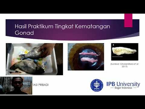 Video: Apa yang dimaksud dengan homoplastik?