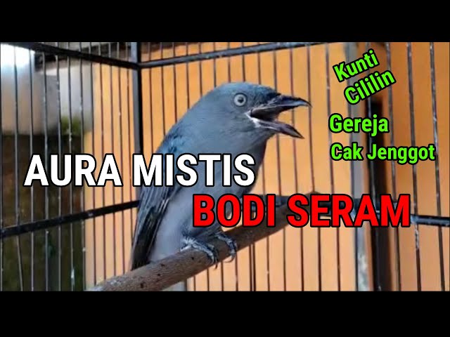 #MATERI MASTERAN SRIGUNTING ABU ABU GACOR MATERI ISIAN PALING ASIK DAN MEWAH NEMBAK PALING JUARA class=