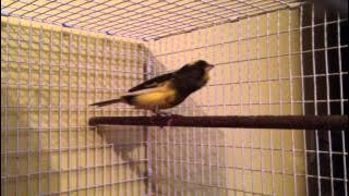 Harzer roller - German roller