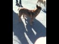 Dog Porn Dog Porn