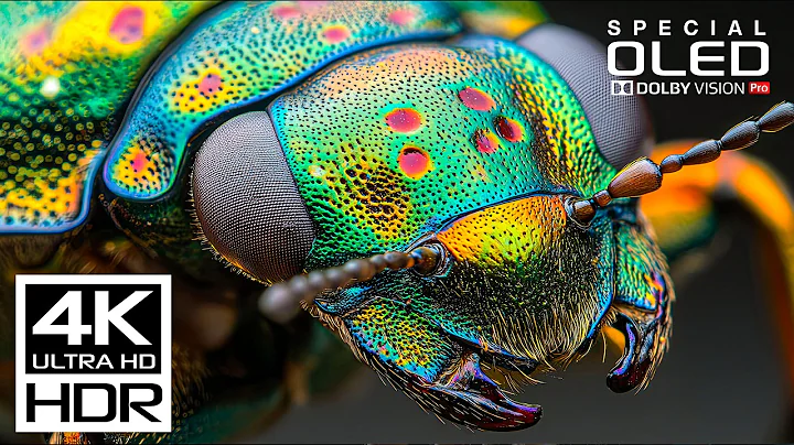 The Ultimate 4K Video | Dolby Vision HDR 4K 60 fps