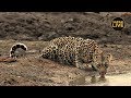 safariLIVE - Sunset Safari - October 28, 2019