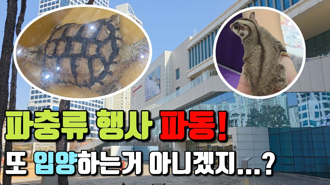 또 입양병과의 싸움...파충류 행사 파동에 다녀왔습니다!(in 수원컨벤션센터)