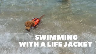 Does your dog need a life jacket for swimming?!