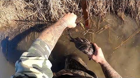 TRAP LINE CHECK {MORE MUSKRAT}