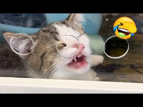 فيديوهات قطط مضحكة جديدة ٢٠٢٥ حاول ألا تضحك الجزء الأول من فيديوهات قطط الإنترنت اليومية