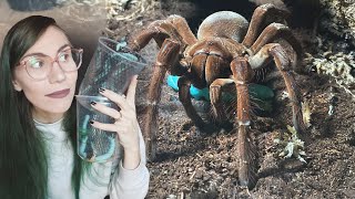 My most FOODAGGRESSIVE Tarantulas FEAST on WORMS!.. ft Goliath Bird Eater Dancing