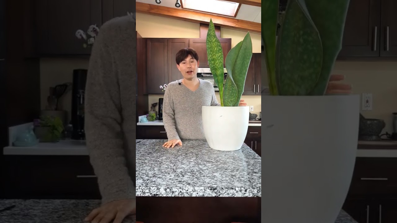 Sansevieria masoniana aka Whale Fin Sansevieria tips & tricks 