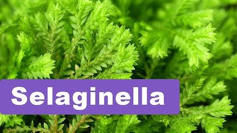 Selaginella   (  Basic information  )