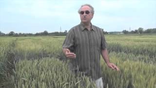 Wheat School -You Need to Know How Your Variety Stands Up to Rusts