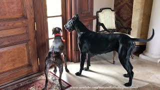 Great Dane Watches Excited Pointer Point At Lizards Ocd Gsp