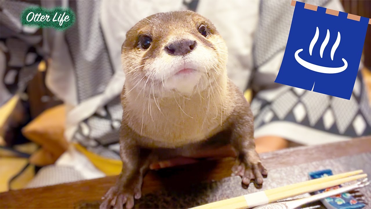 Очаровательные выдры проводят уютный день в спа-салоне