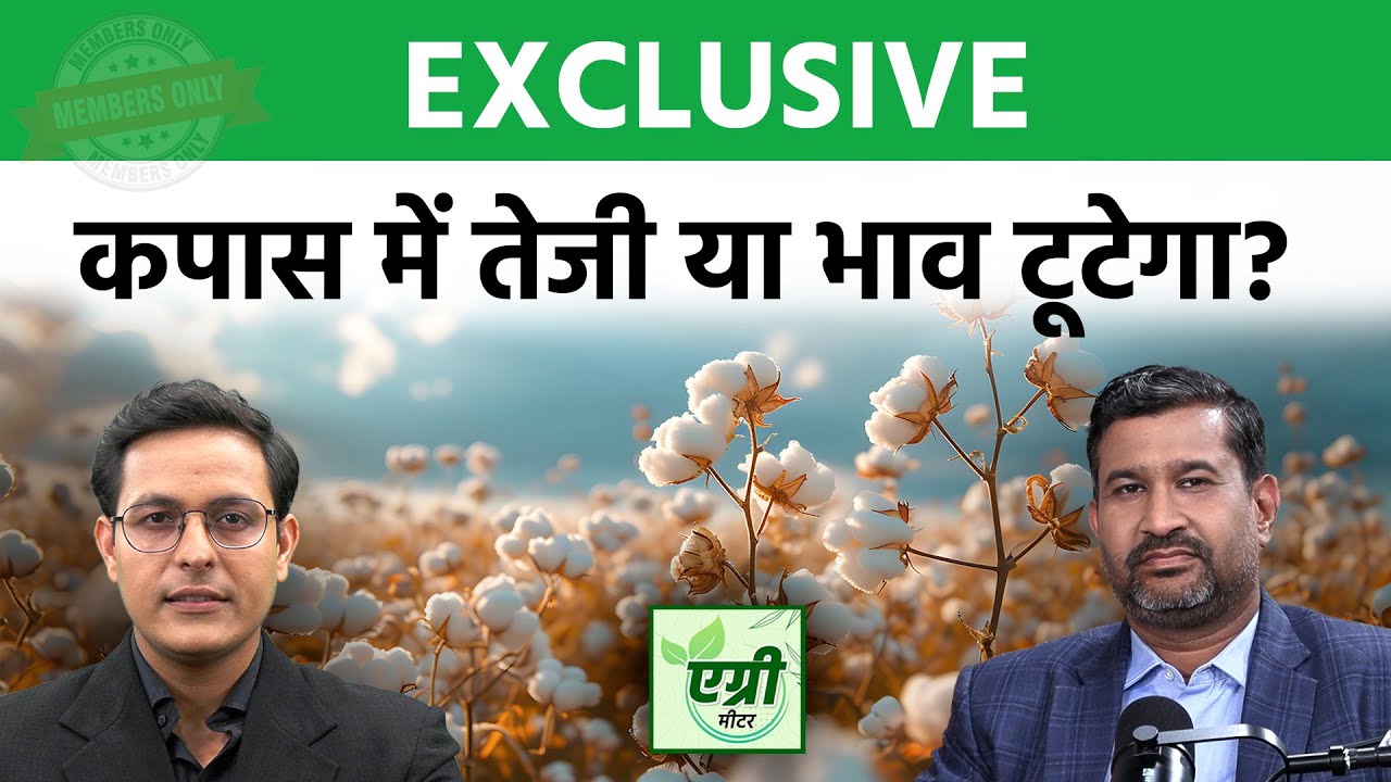 Commodity Market : Cotton इंपोर्ट-एक्सपोर्ट को लेकर क्या है अनुमान? Agri Commodity | Trading