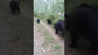 Семья медведей в лесу: Редкие кадры"#shorts#shortsfeed#shortsviral#wildbear