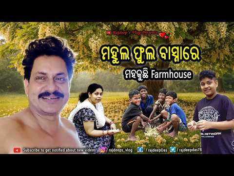 ମହୁଲ ଫୁଲ ବାସ୍ନାରେ ମହକୁଛି Farmhouse I Rajdeep's Vlog - 250