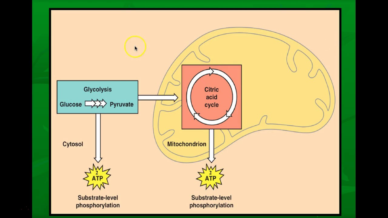 Cellular Respiration