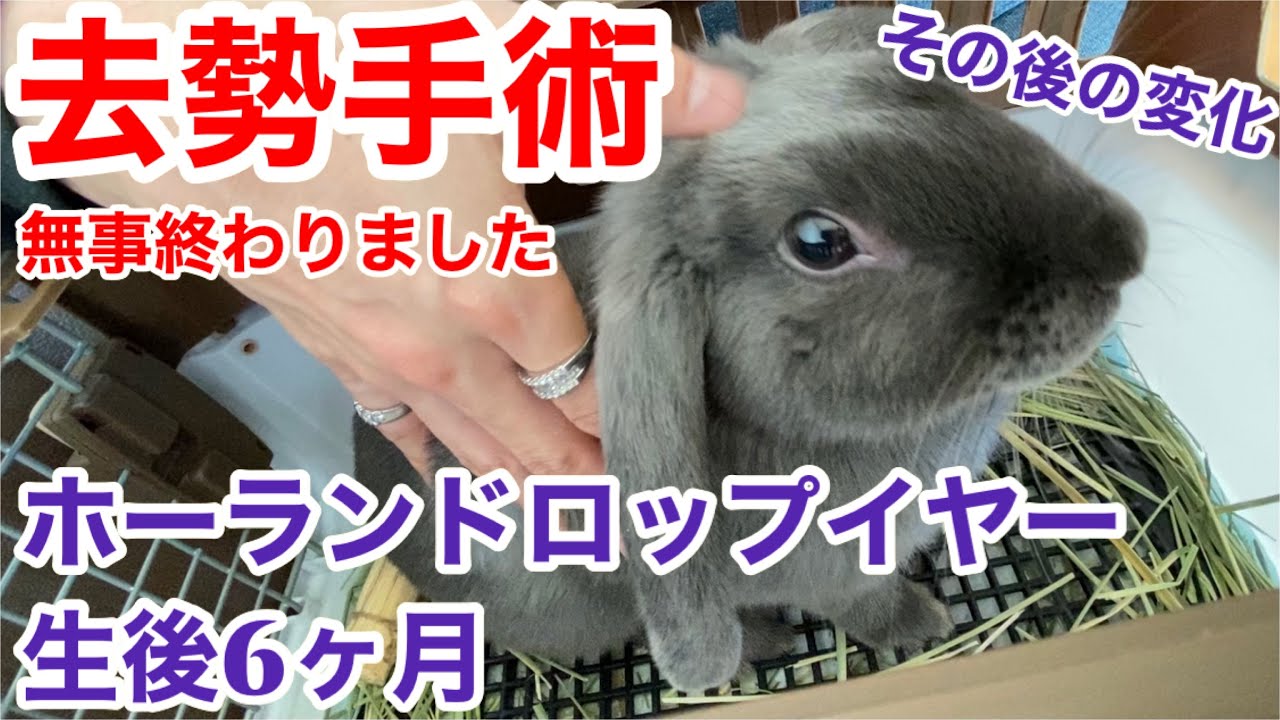 うさぎ 去勢手術 ホーランドロップ イヤー オス 生後6ヶ月 日帰り手術 ウサギ 発情期 卒業 Youtube