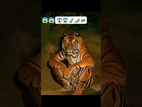 نمر جالس جلسة مخايفه