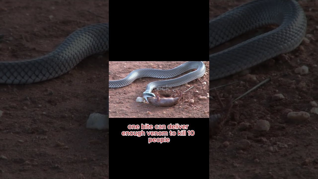  Deadly Snake Facts In 30 Seconds FactVerse By Chief