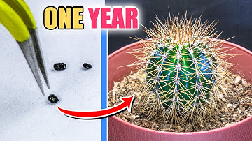 Growing Cactus From Seed (ONE YEAR Time Lapse)