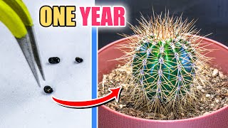 Growing Cactus From Seed One Year Time Lapse