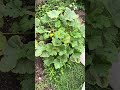 Why Is My Squash Drowning?