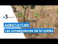 Agriculture : les conséquences dramatiques des intempéries