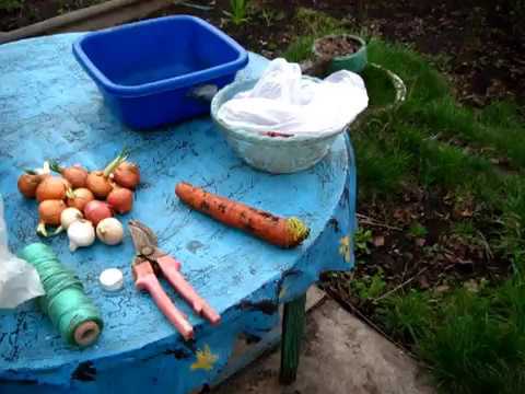 Посадка морковки на семена