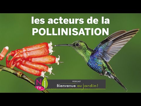 Vidéo: Les graminées sont-elles pollinisées par le vent ?