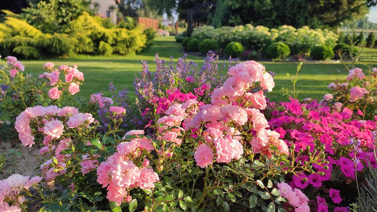 Sierpień w ogrodzie. Rabaty ozdobne 🌸🏵️🌼 Warzywnik🍅🧅🥕🧤