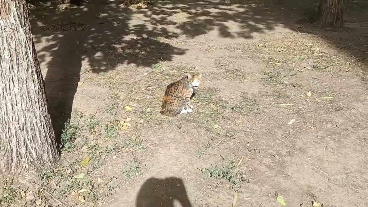 CATS CAN HELP PEOPLE TO BE HAPPY