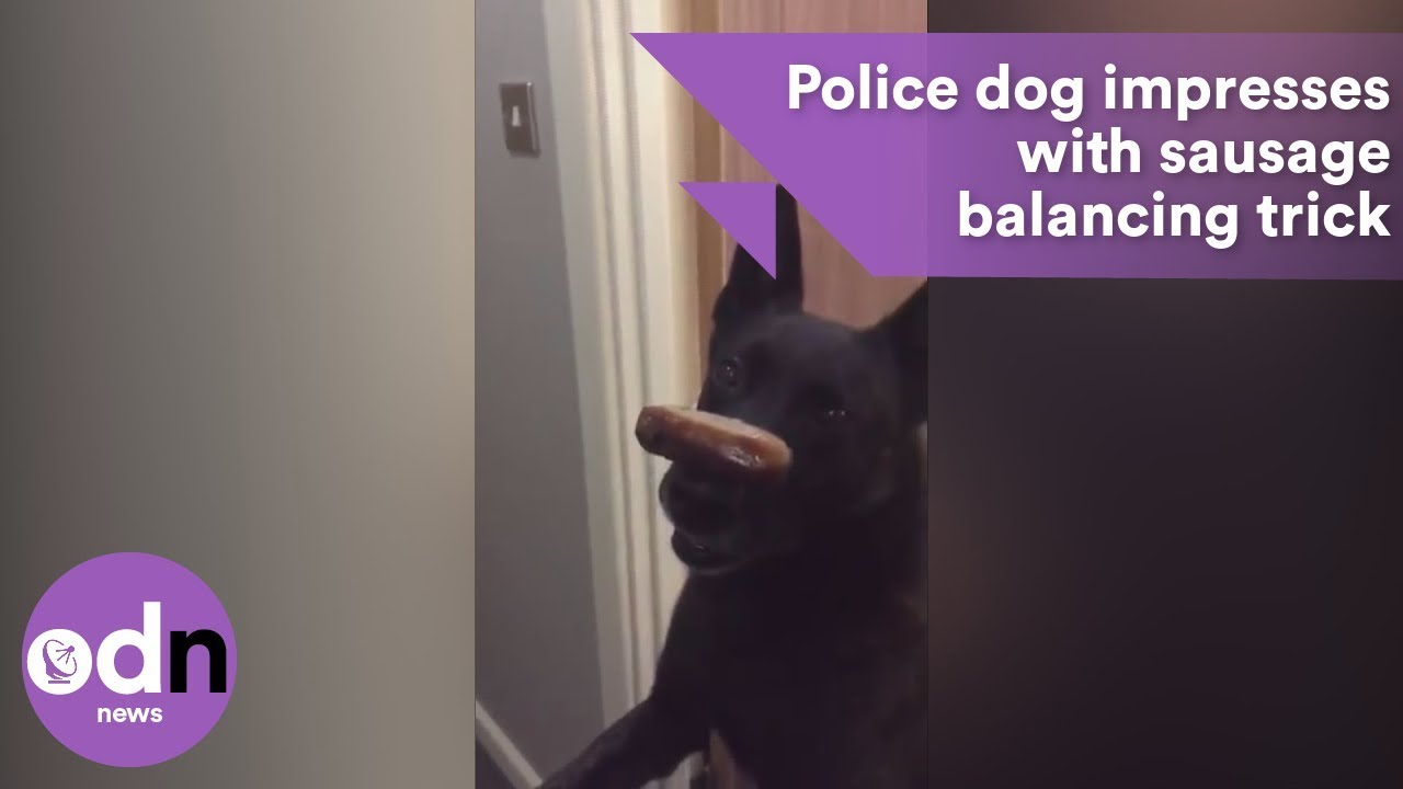 Police dog shows amazing selfcontrol with sausage balancing trick