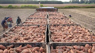 US Farmers Harvest Millions Of Tons Of Vegetables And Fruits During The New Year