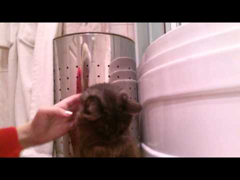 Video: Kaķu Graujošā Košļāšana: Kā To Apturēt