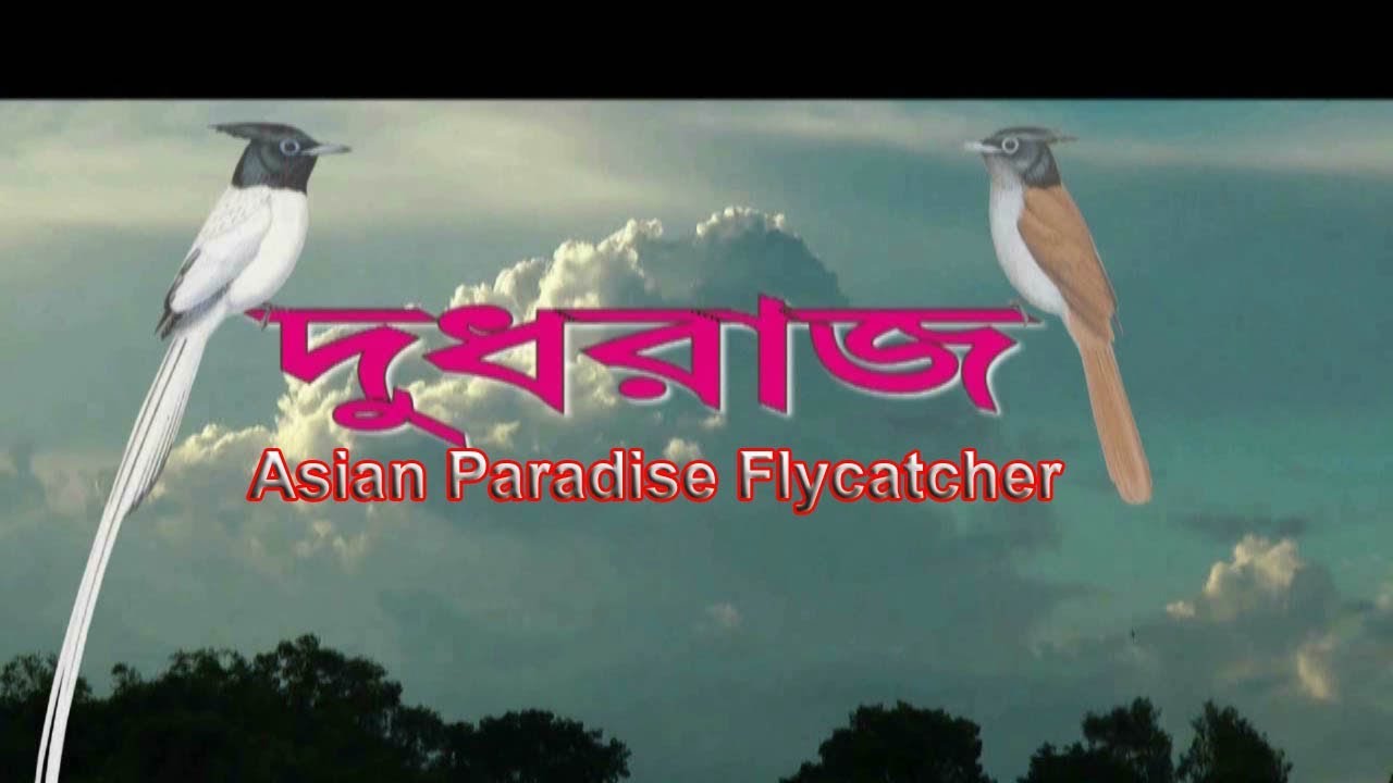 Indian Paradise Flycatcher - দুধরাজ পাখি 