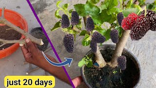 इस तरह लगा दी शहतूत की कटिंग 20 दिन में ही फल आ गए / Can I grow a mulberry tree from a cutting?