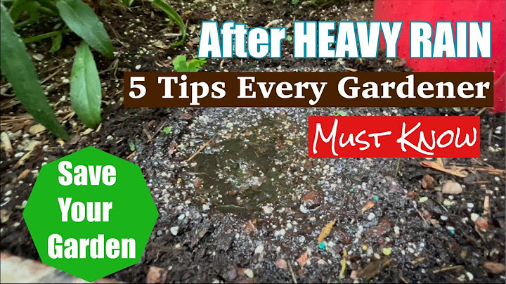 Post-Rain Garden Care: 5 Tips Every Urban Gardener Must Know!