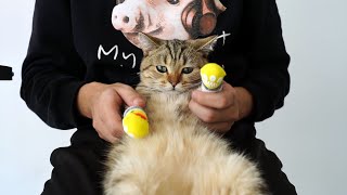 Cat Wearing Socks | Funny Cat Videos | Cat Daily vlog