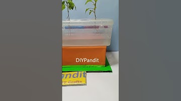 aeroponic / hydroponic working model -science exhibition - shorts - diypandit