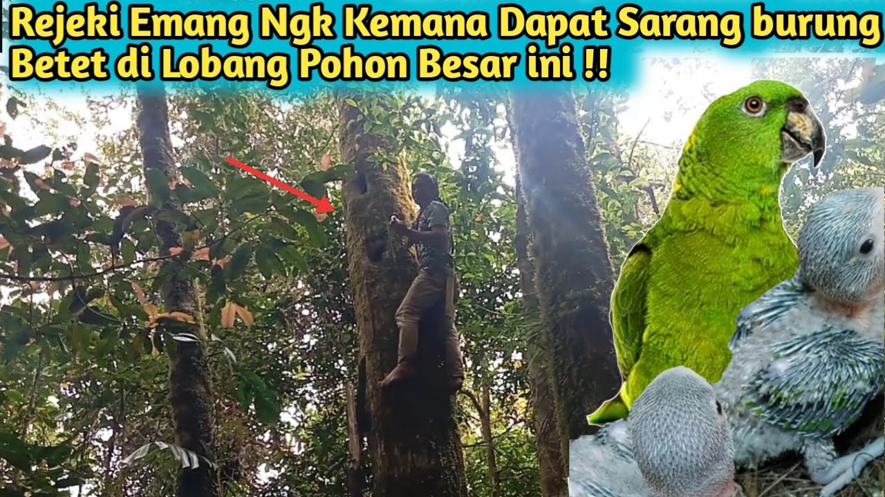 Ngebolang Mencari Sarang Burung Betet/Nuri di Hutan