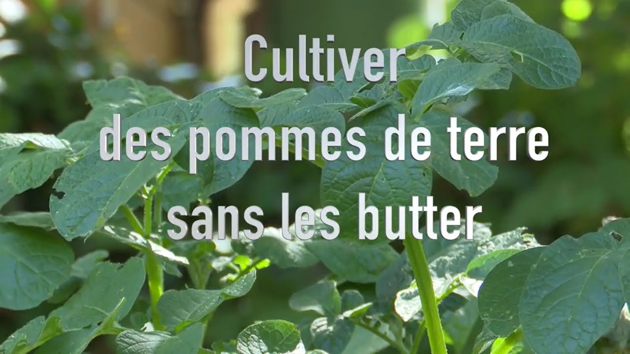 Des pommes de terre sans effort