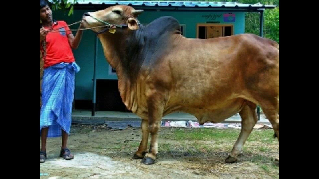 2017 collection of SNM agro