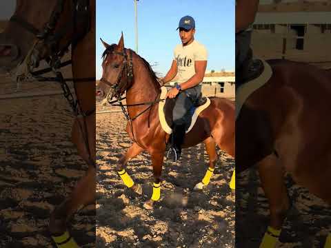 تعليم حصانك لو بيشيل أو بيطيح سوي له لمدة شهر فار الجرس عشان تستفاد