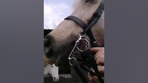 Introducing Pai to a Pelham bit.