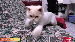 A Little Dose Of Vitamin Cat 🐾🌈 #Happiness #Kitten #Viral screenshot 3
